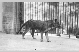 ベルリン動物園で飼育されていたタスマニアタイガーの写真