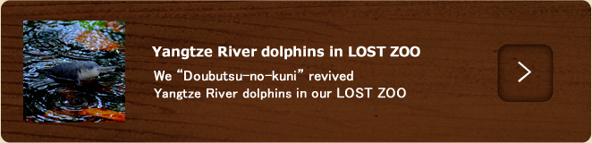 Yangtze River dolphins