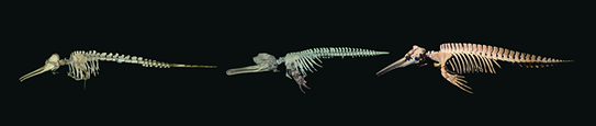 Skeletons of Ganges river dolphin, Bolivian river dolphin and Amazon river dolphinin the Yangtze river
