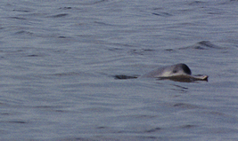 Chinese river dolphin which was found in the Yangtze river①