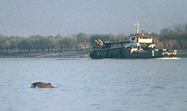 Chinese river dolphin which was found in the Yangtze river②
