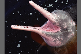 Amazon river dolphin which is closely related to the Chinese species①