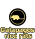 Galapagos rice rats