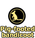 Pig-footed bandicoot