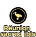Réunion sacred ibis