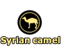 Syrian camel